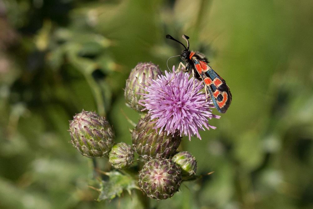 Zygène de la Petite coronille (La) Zygaena fausta (Linnaeus, 1767)
