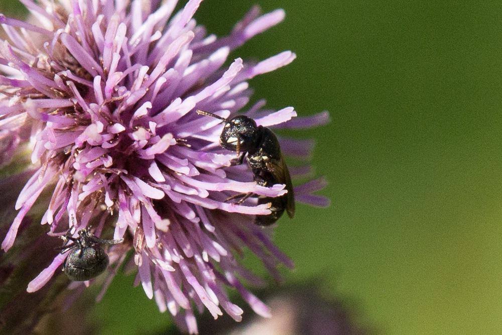  Hylaeus communis Nylander, 1852