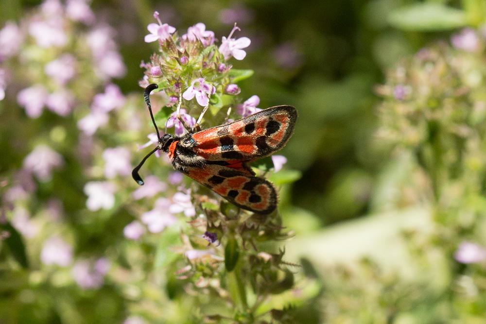 Zygène de la Petite coronille (La) Zygaena fausta (Linnaeus, 1767)
