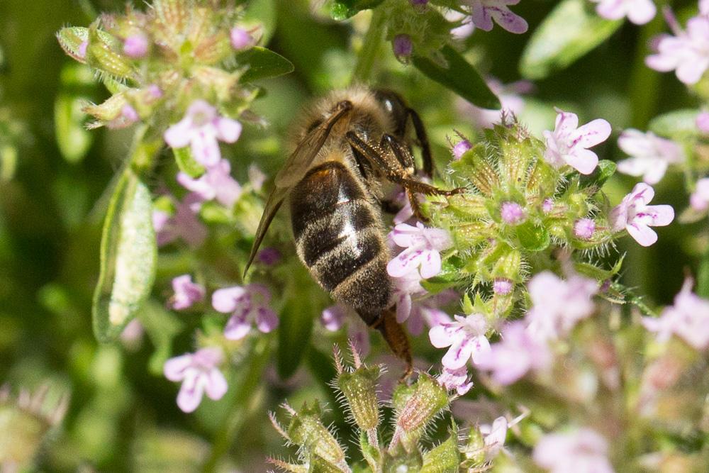 Abeille domestique, Abeille européenne, Abeille me Apis mellifera Linnaeus, 1758