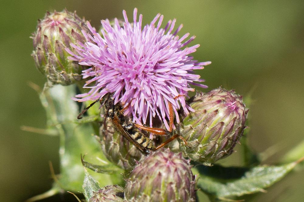 Sténoptère roux Stenopterus rufus (Linnaeus, 1767)