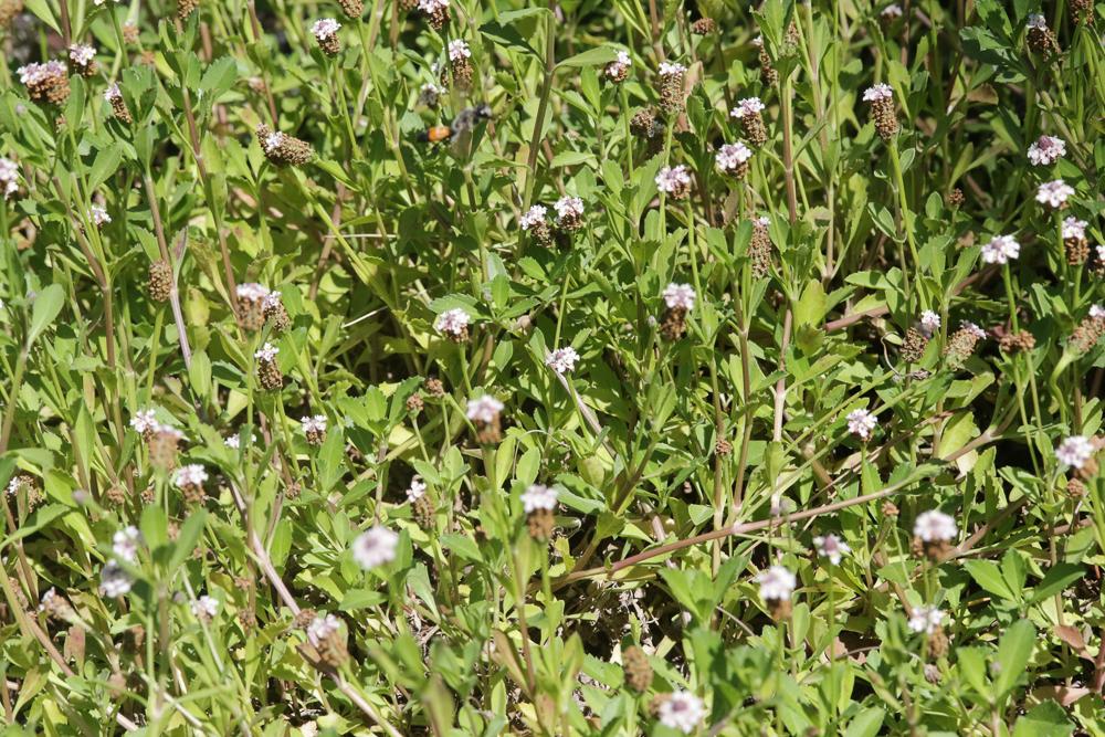 Phyla à fleurs nodales Phyla nodiflora (L.) Greene, 1899