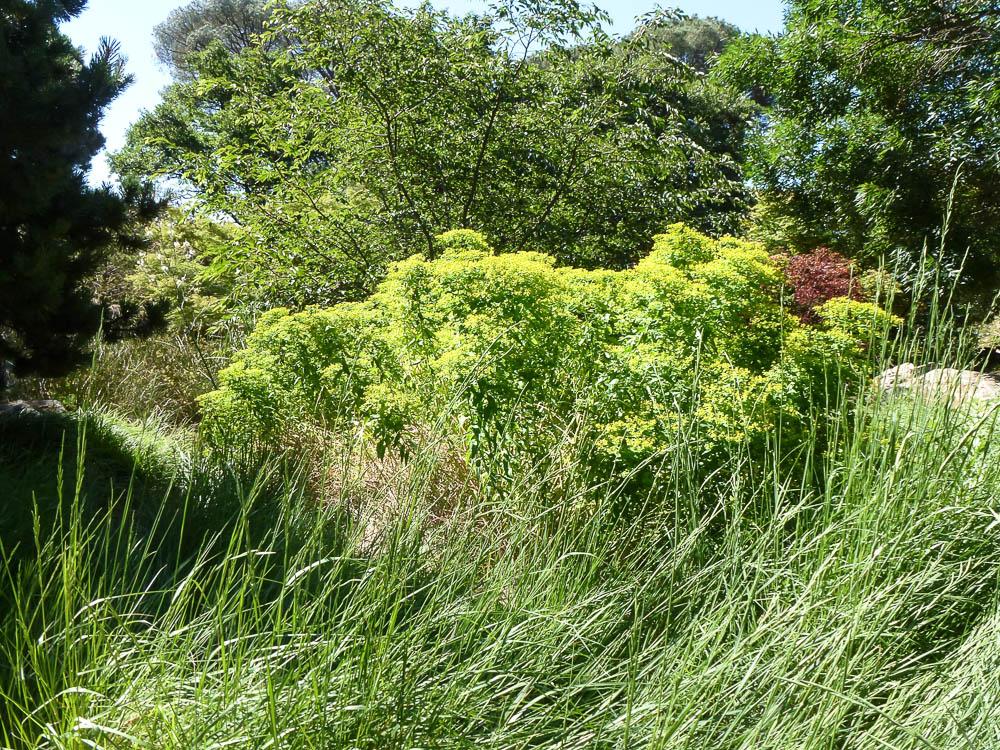  Euphorbia ceratocarpa