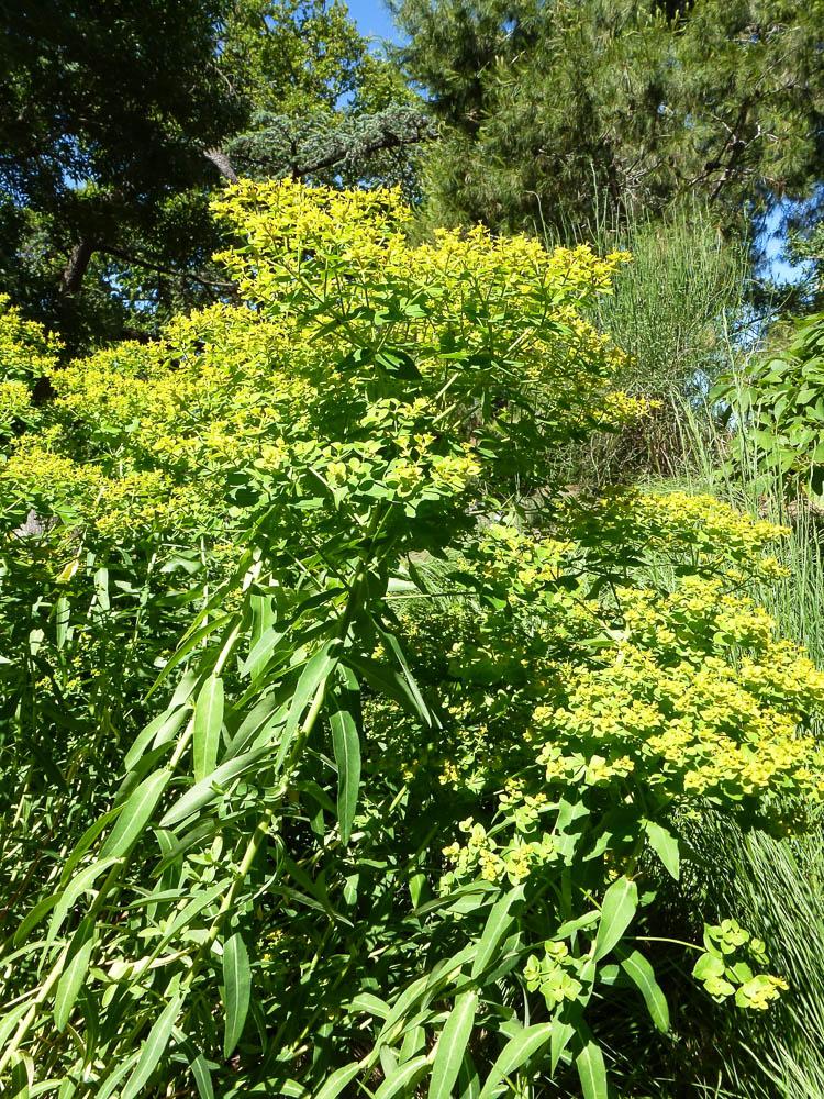  Euphorbia ceratocarpa