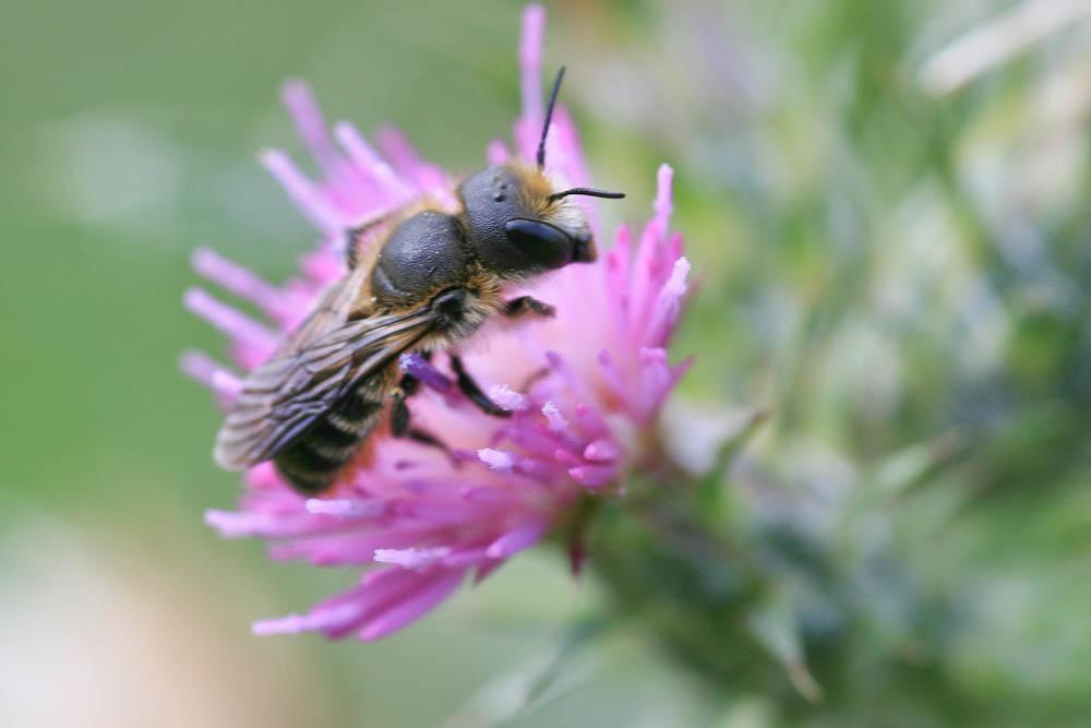  Osmia Panzer, 1806