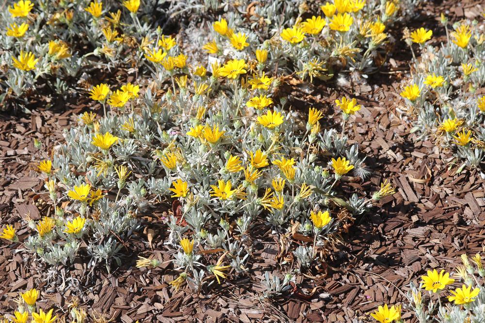 Gazania, Gazanie Gazania rigens var.leucolaena