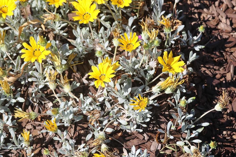 Gazania, Gazanie Gazania rigens var.leucolaena
