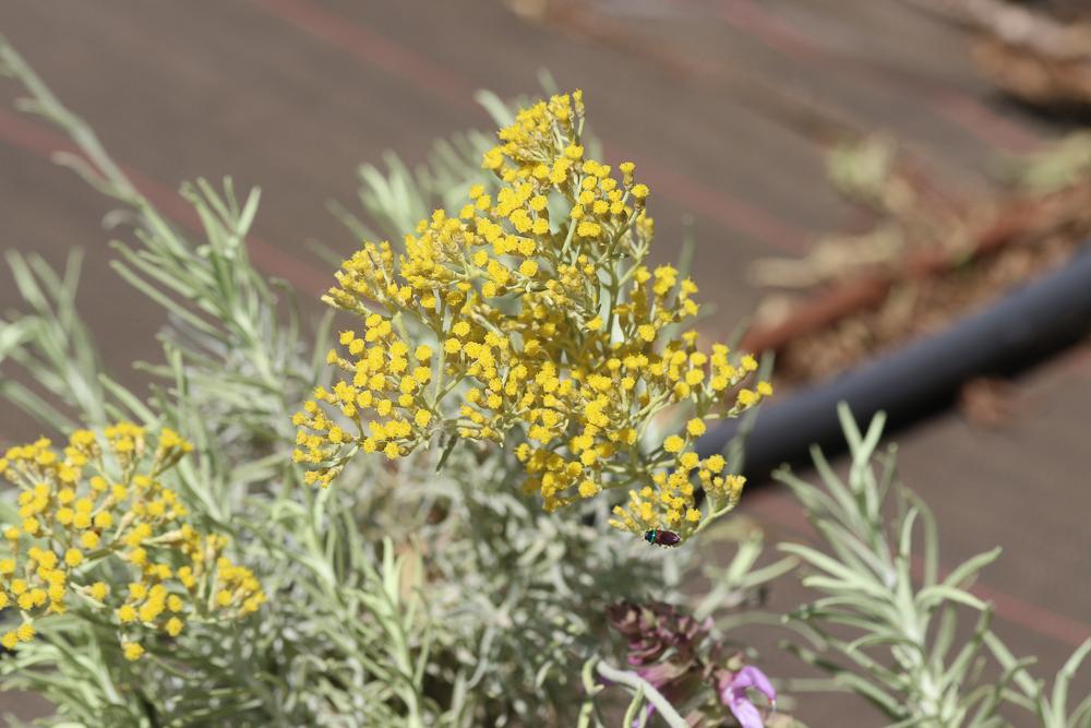 Immortelle 'Miel et Curry' Helichrysum 'Miel et Curry'