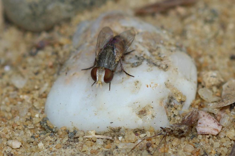 Apodacra