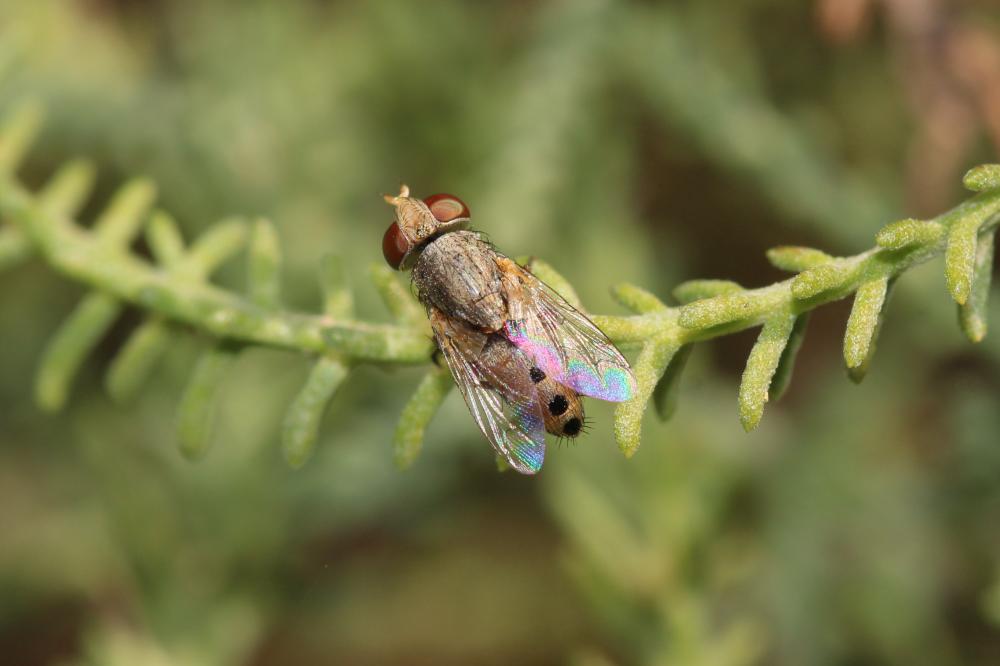  Apodacra 