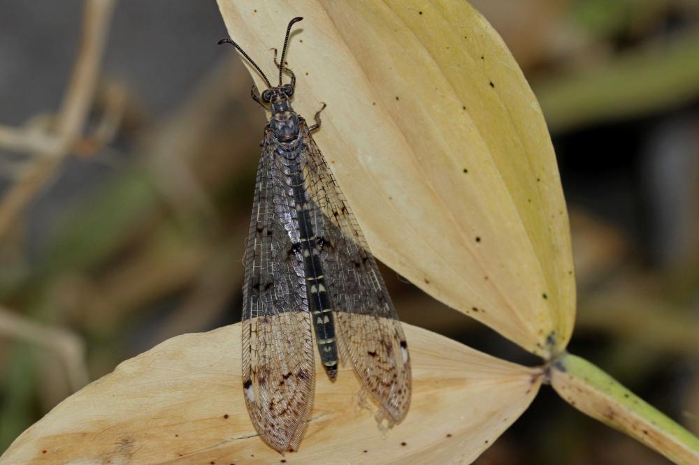 Fourmillion longicorne Distoleon tetragrammicus (Fabricius, 1798)
