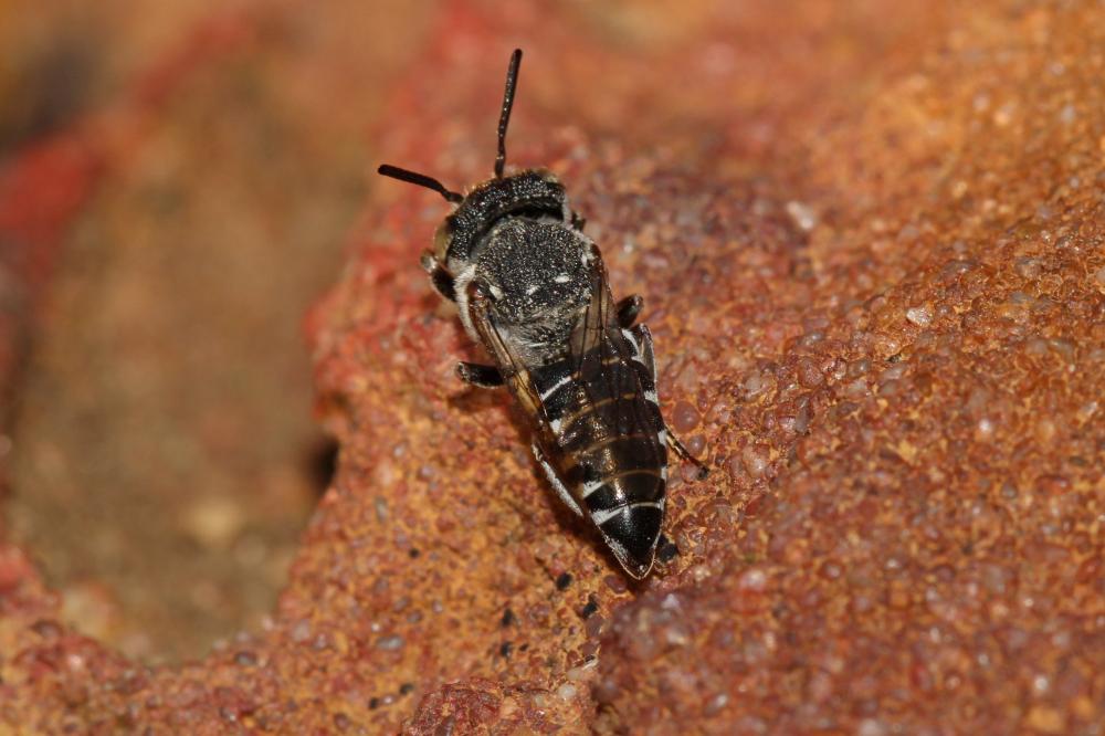  Coelioxys Latreille, 1809