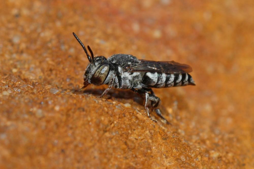  Coelioxys Latreille, 1809