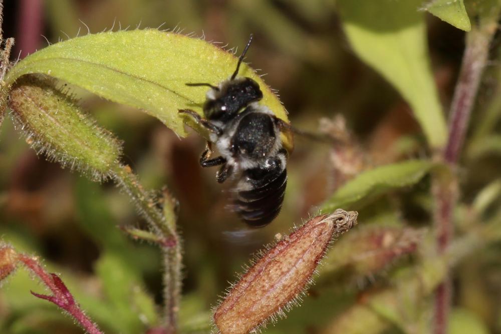 Megachile apicalis Spinola, 1808