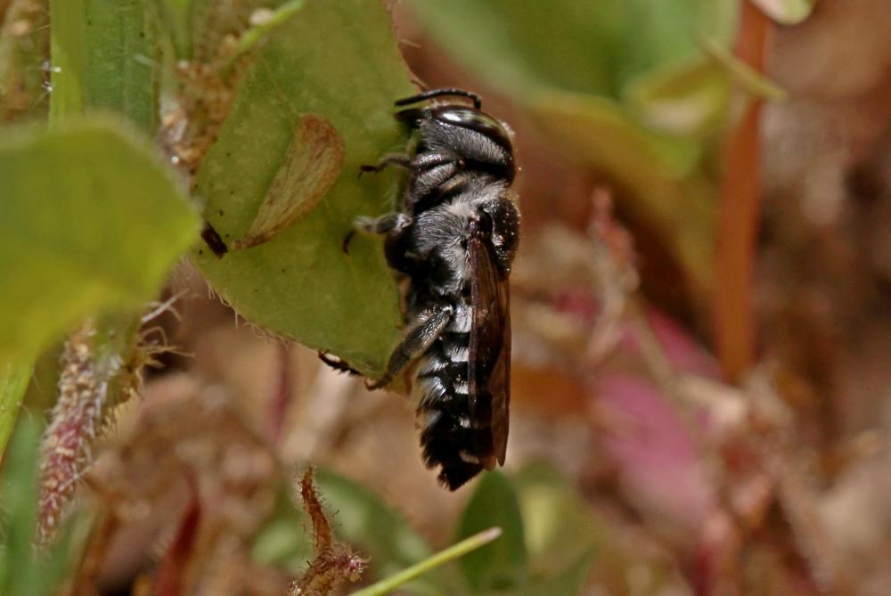 Le  Megachile apicalis Spinola, 1808