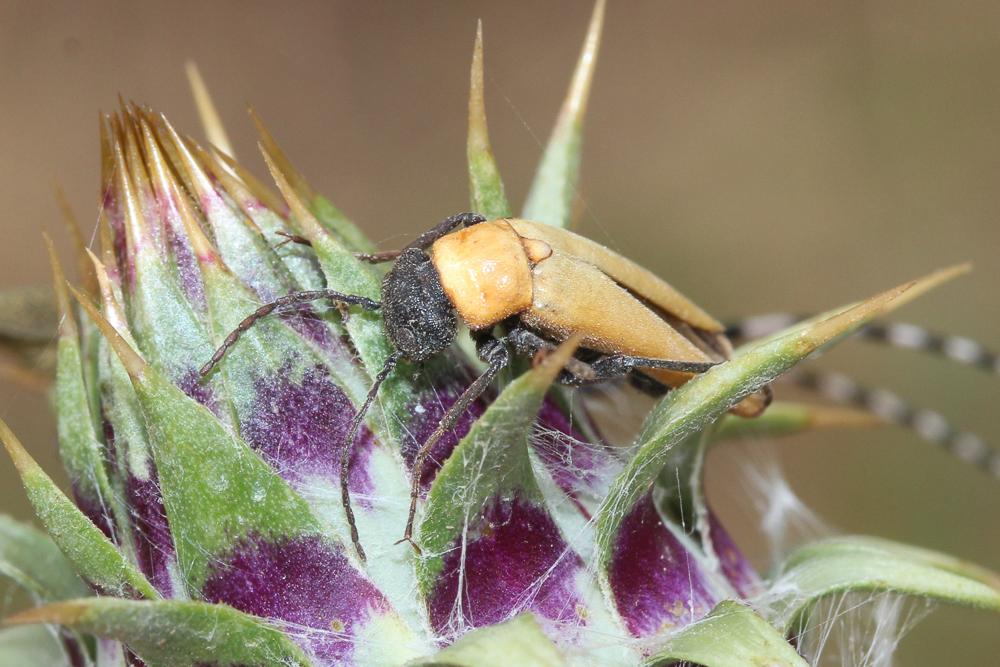 Zonitis immaculata (Olivier, 1789)