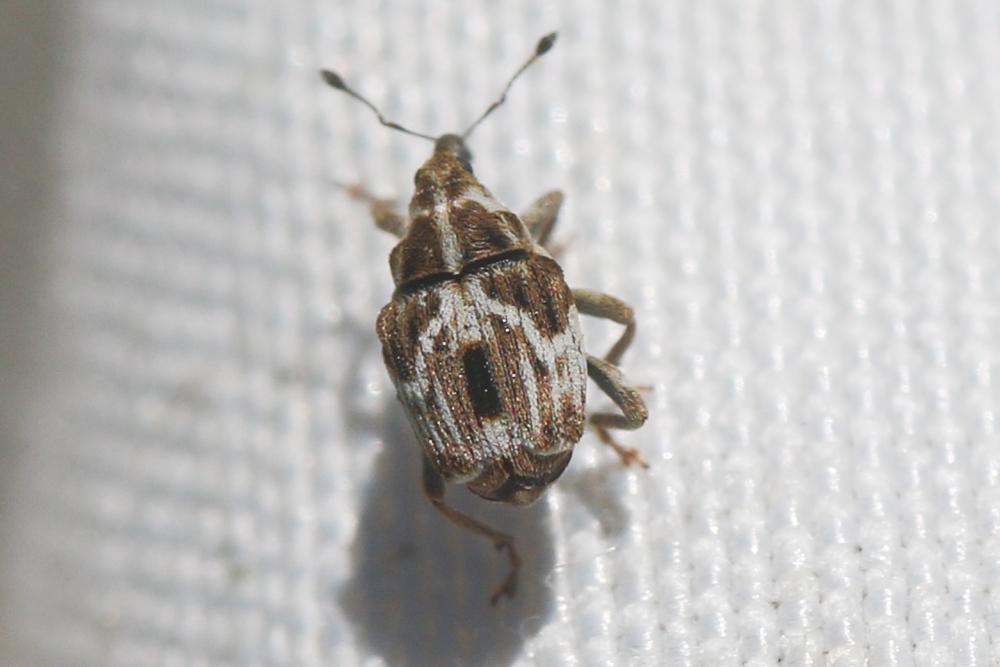 Microplontus molitor (Gyllenhal, 1837)
