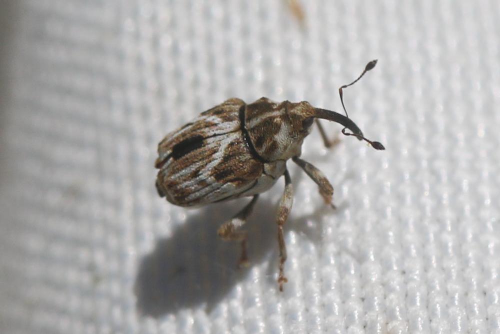 Microplontus molitor (Gyllenhal, 1837)