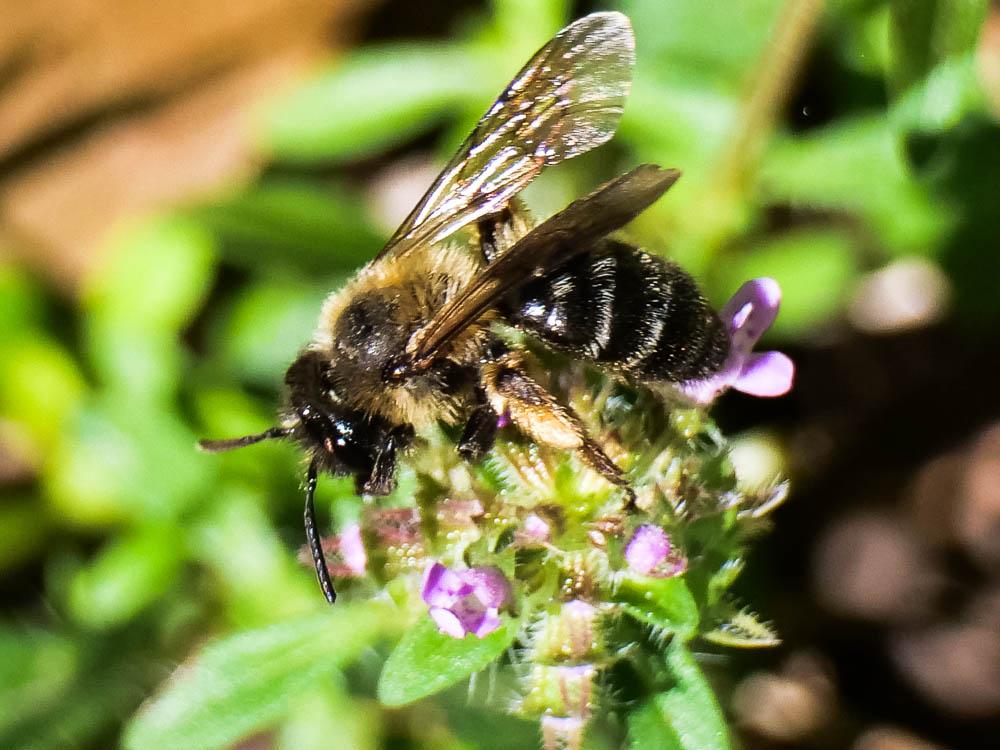 Andrena proxima (Kirby, 1802)