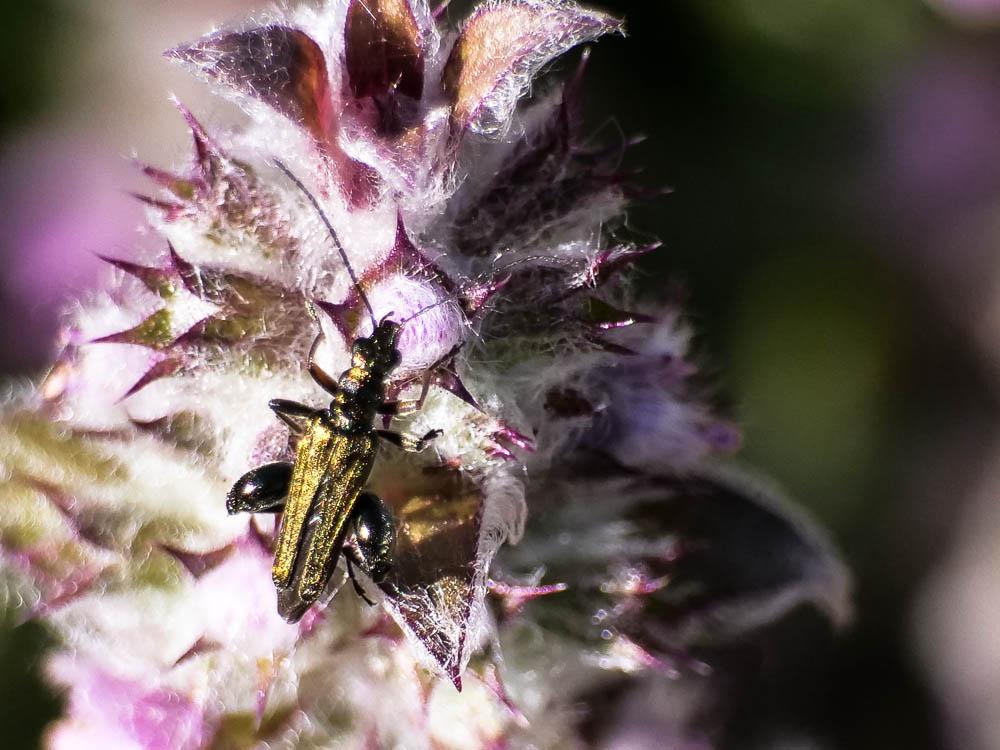 Oedemera flavipes (Fabricius, 1792)