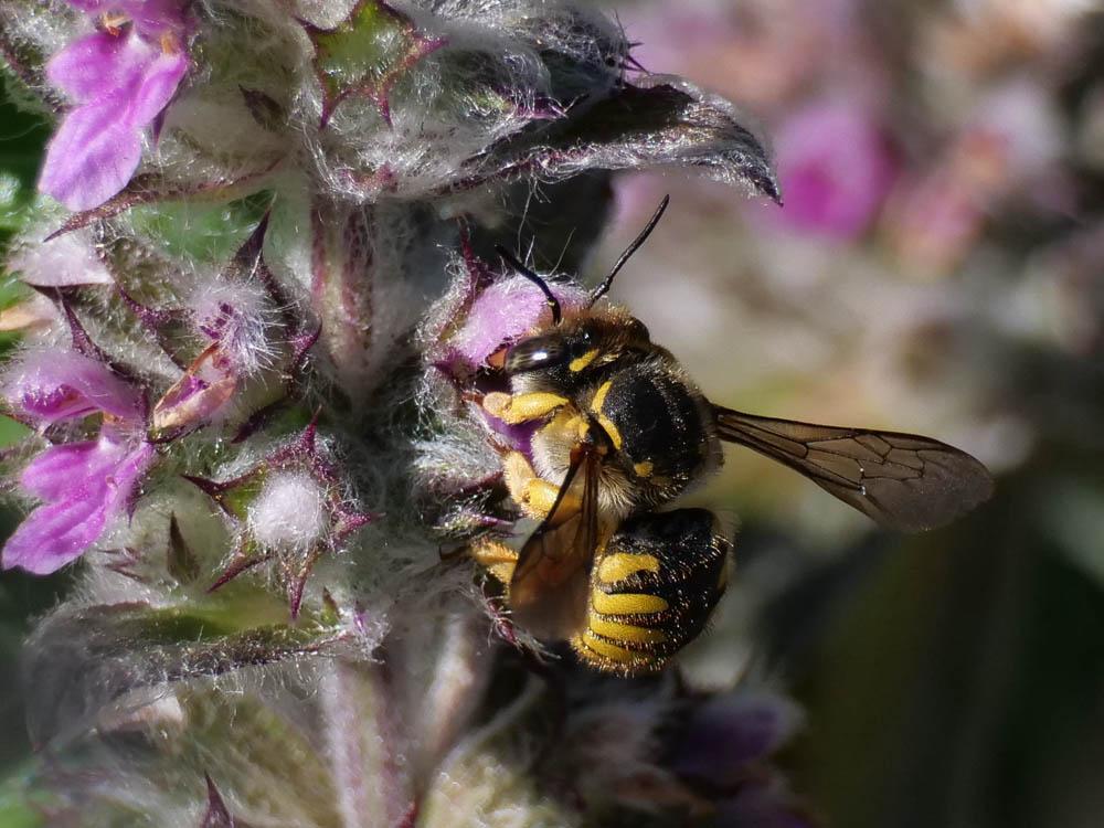 Abeille cotonnière, Anthidie cotonnière Anthidium manicatum (Linnaeus, 1758)