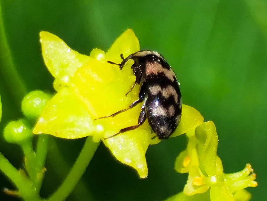 Attagène à trois bandes Attagenus trifasciatus (Fabricius, 1787)