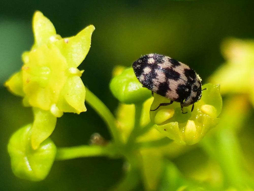 Attagène à trois bandes Attagenus trifasciatus (Fabricius, 1787)