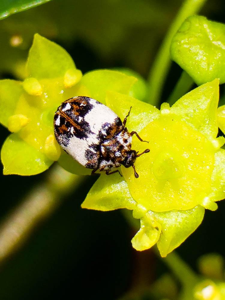  Anthrenus pimpinellae (Fabricius, 1775)