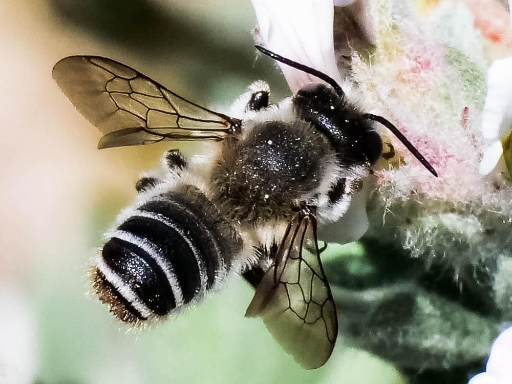 Megachile ericetorum Lepeletier, 1841
