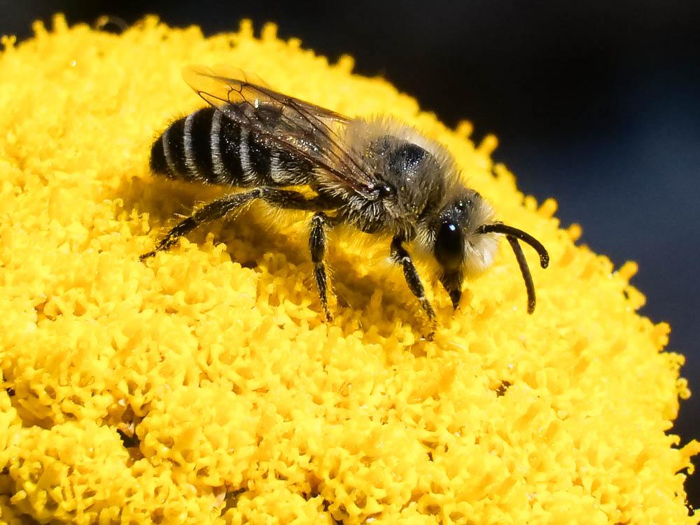 Colletes abeillei Pérez, 1903