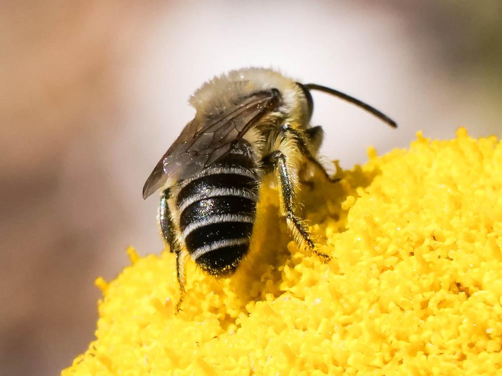 Colletes abeillei Pérez, 1903