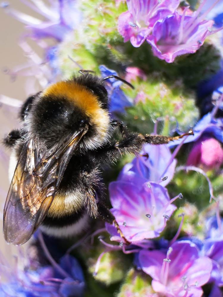Bourdon terrestre (Le) Bombus terrestris (Linnaeus, 1758)