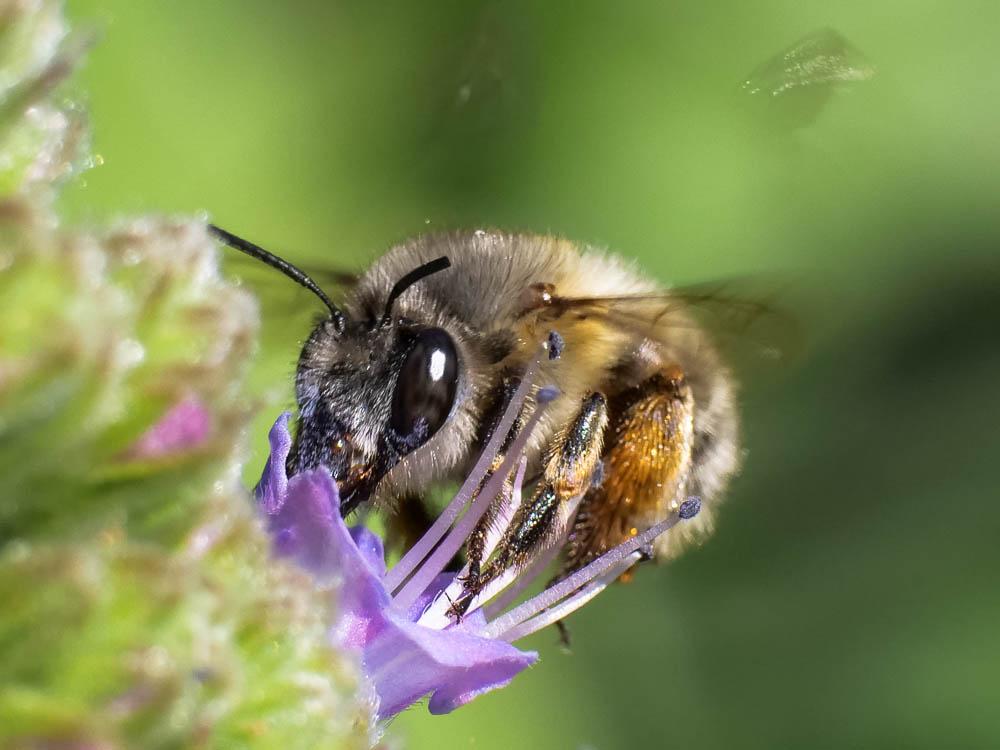 Anthophore commune, Anthophore plumeuse, Anthophor Anthophora plumipes (Pallas, 1772)