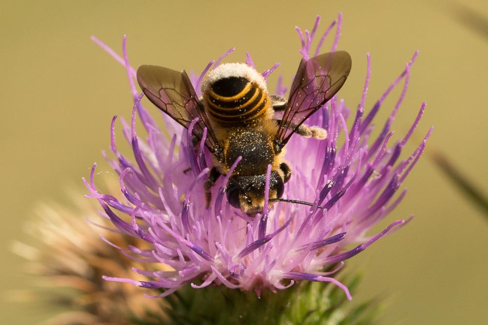 Megachile melanopyga Costa, 1863