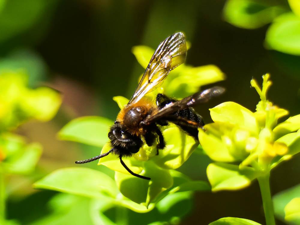  Andrena thoracica (Fabricius, 1775)