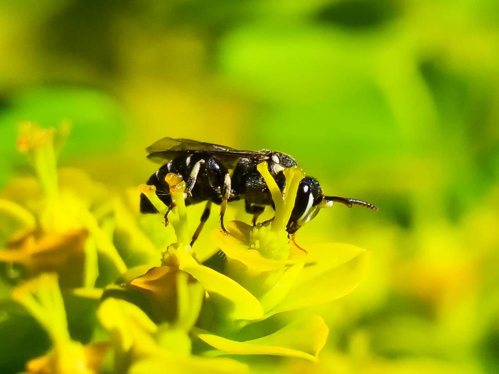  Hylaeus Fabricius, 1793