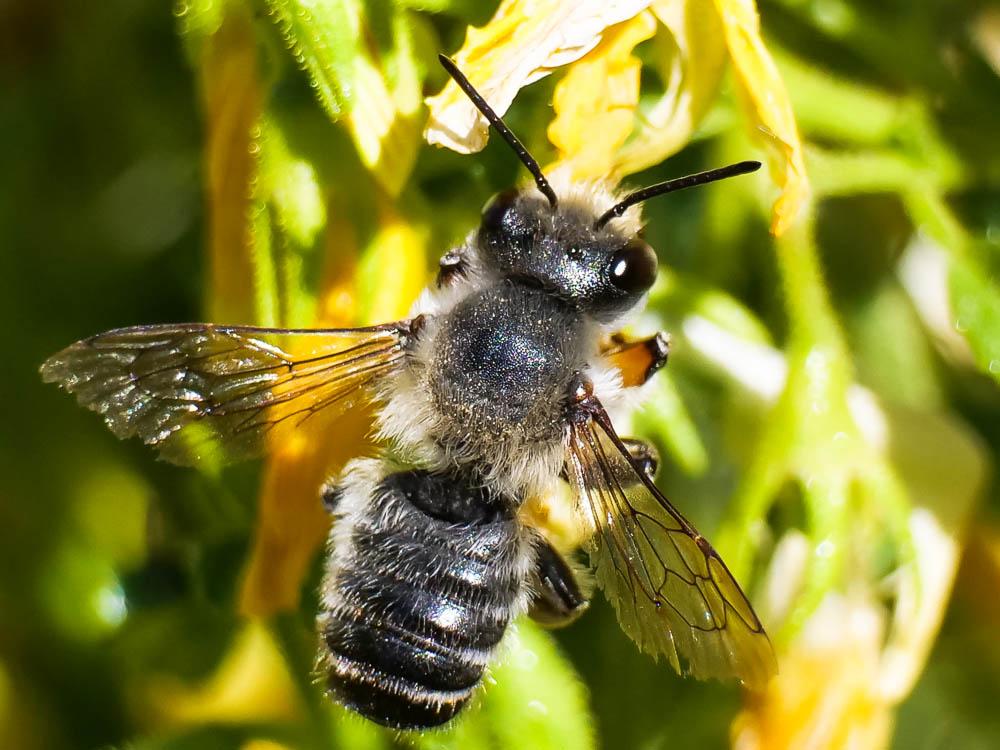  Megachile willughbiella (Kirby, 1802)