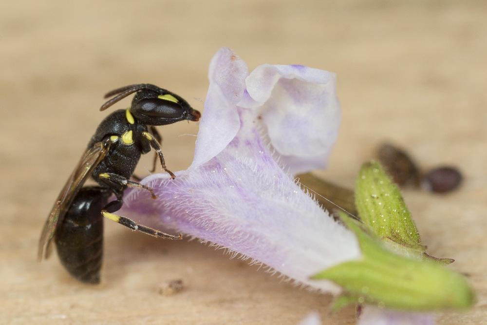 Hylaeus pictipes Nylander, 1852