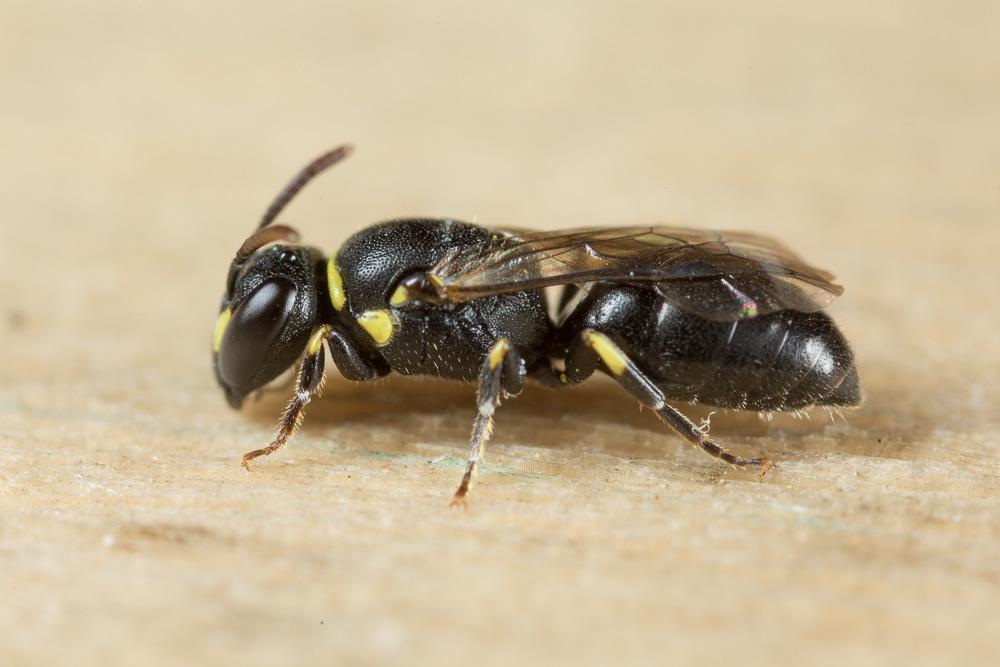 Hylaeus pictipes Nylander, 1852