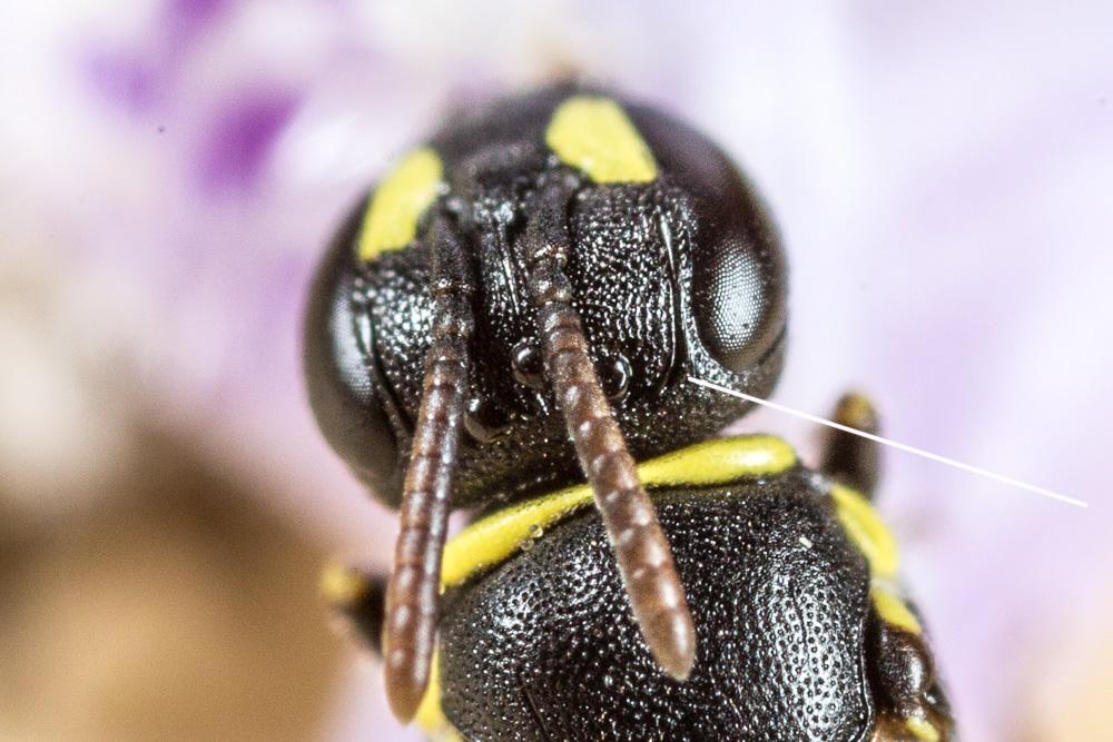  Hylaeus pictipes Nylander, 1852