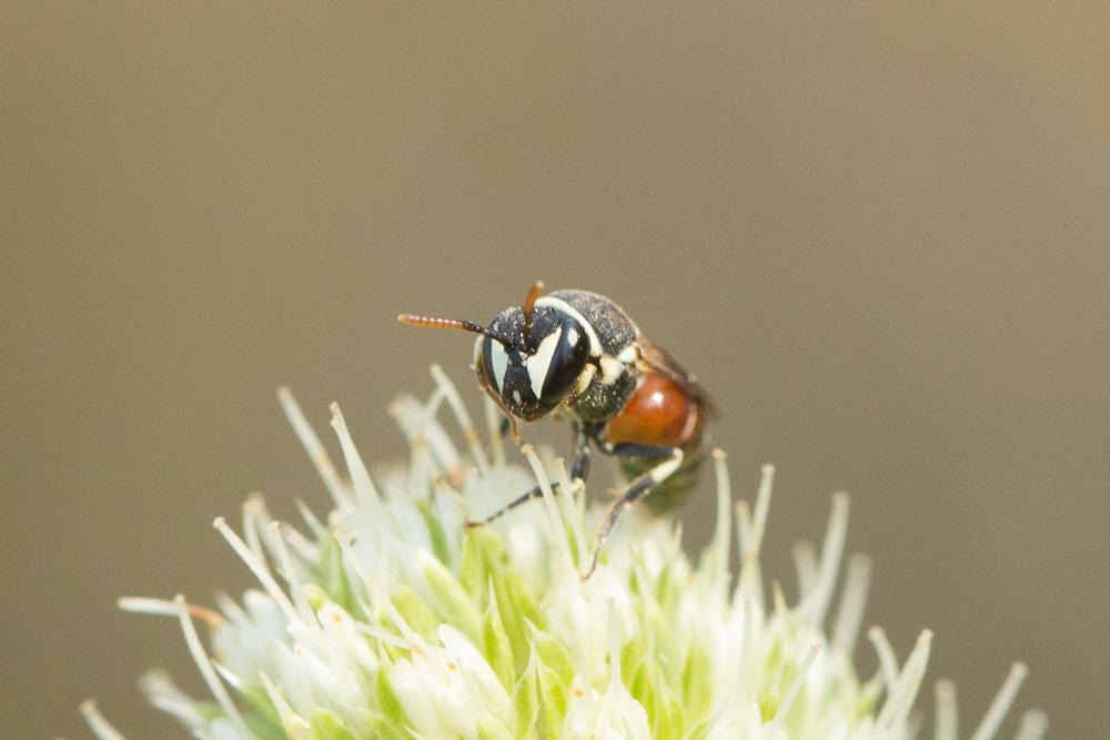  Hylaeus variegatus (Fabricius, 1798)