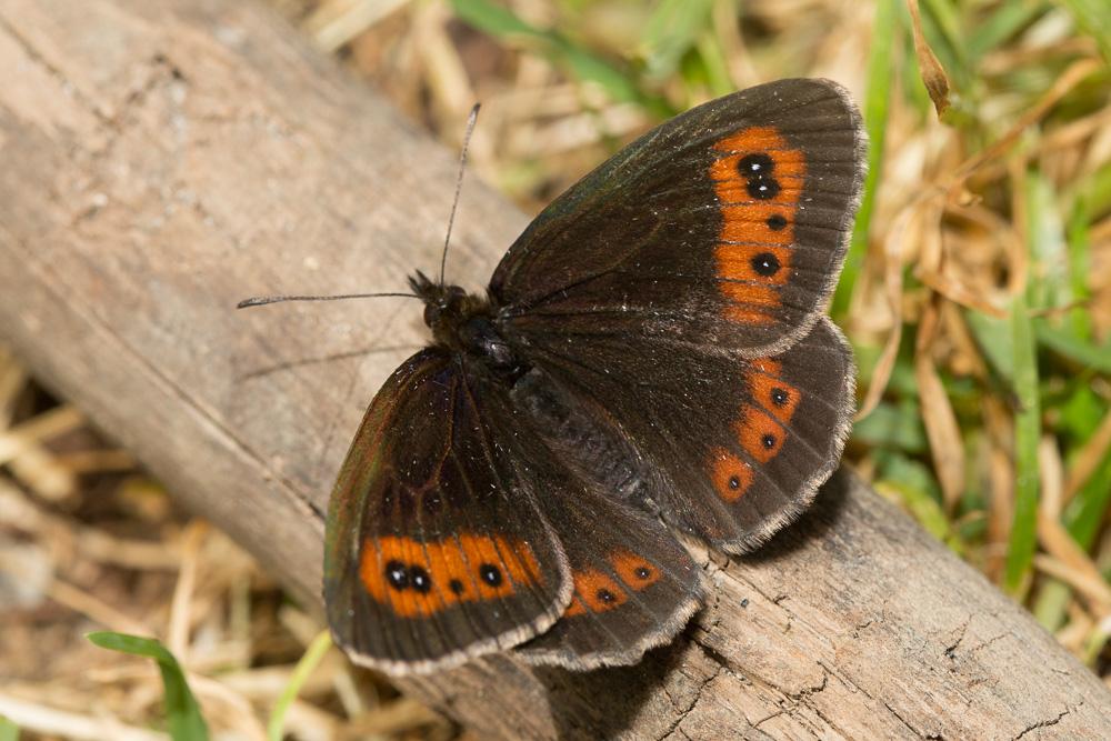 Moiré frange-pie (Le), Moiré frangé (Le) Erebia euryale (Esper, 1805)