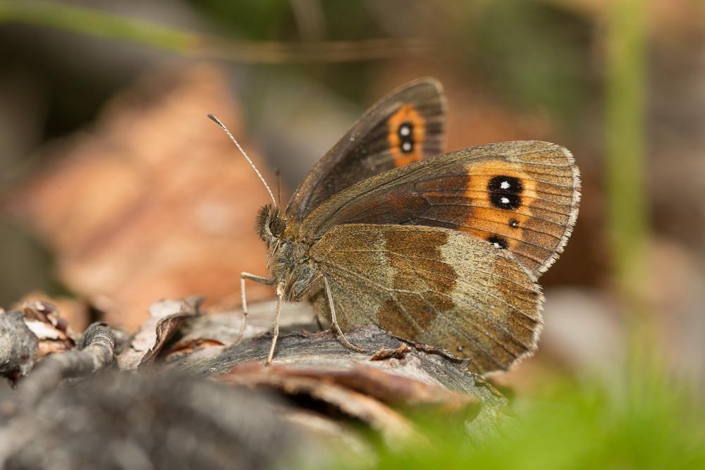Moiré sylvicole (Le), Nègre à bandes fauves (Le), Erebia aethiops (Esper, 1777)