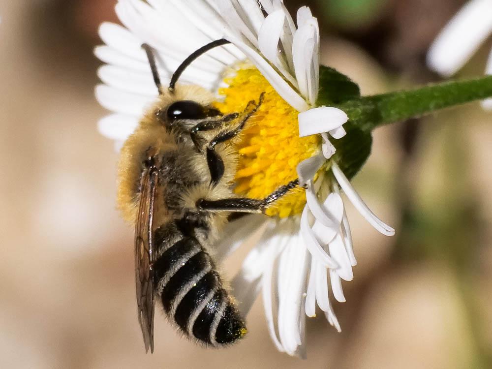  Colletes abeillei Pérez, 1903