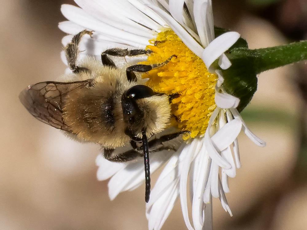 Colletes abeillei Pérez, 1903