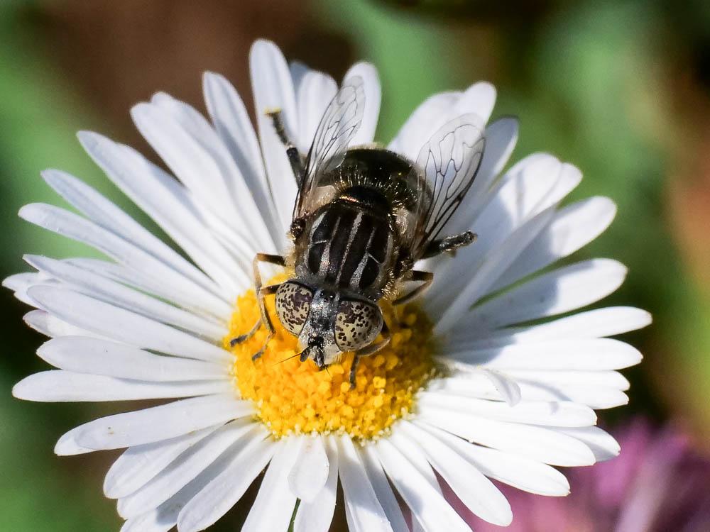  Eristalinus sepulchralis (Linnaeus, 1758)