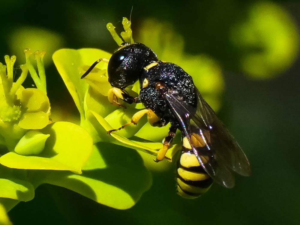 Lestica clypeata (Schreber, 1759)
