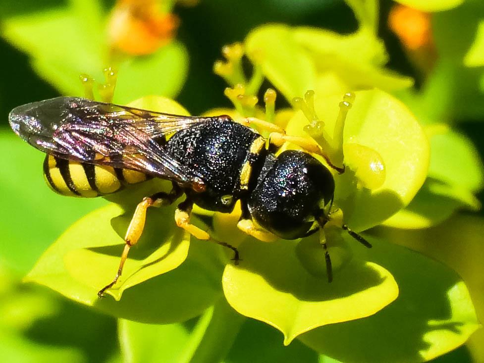 Lestica clypeata (Schreber, 1759)