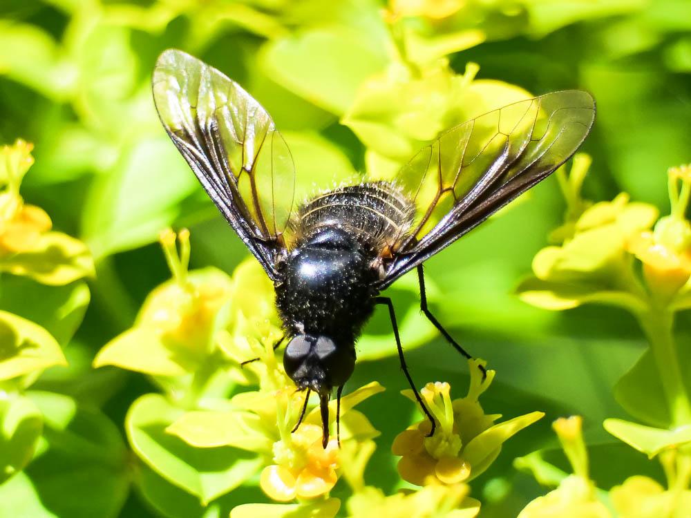 Le  sp. Lomatia  sp.