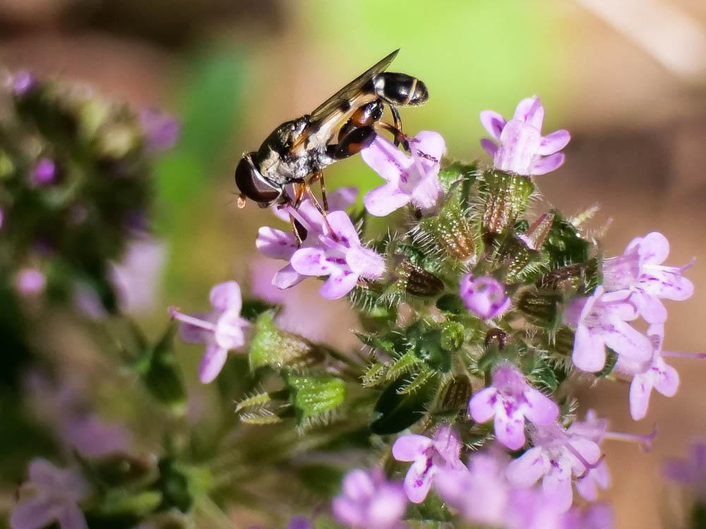  Syritta pipiens (Linnaeus, 1758)